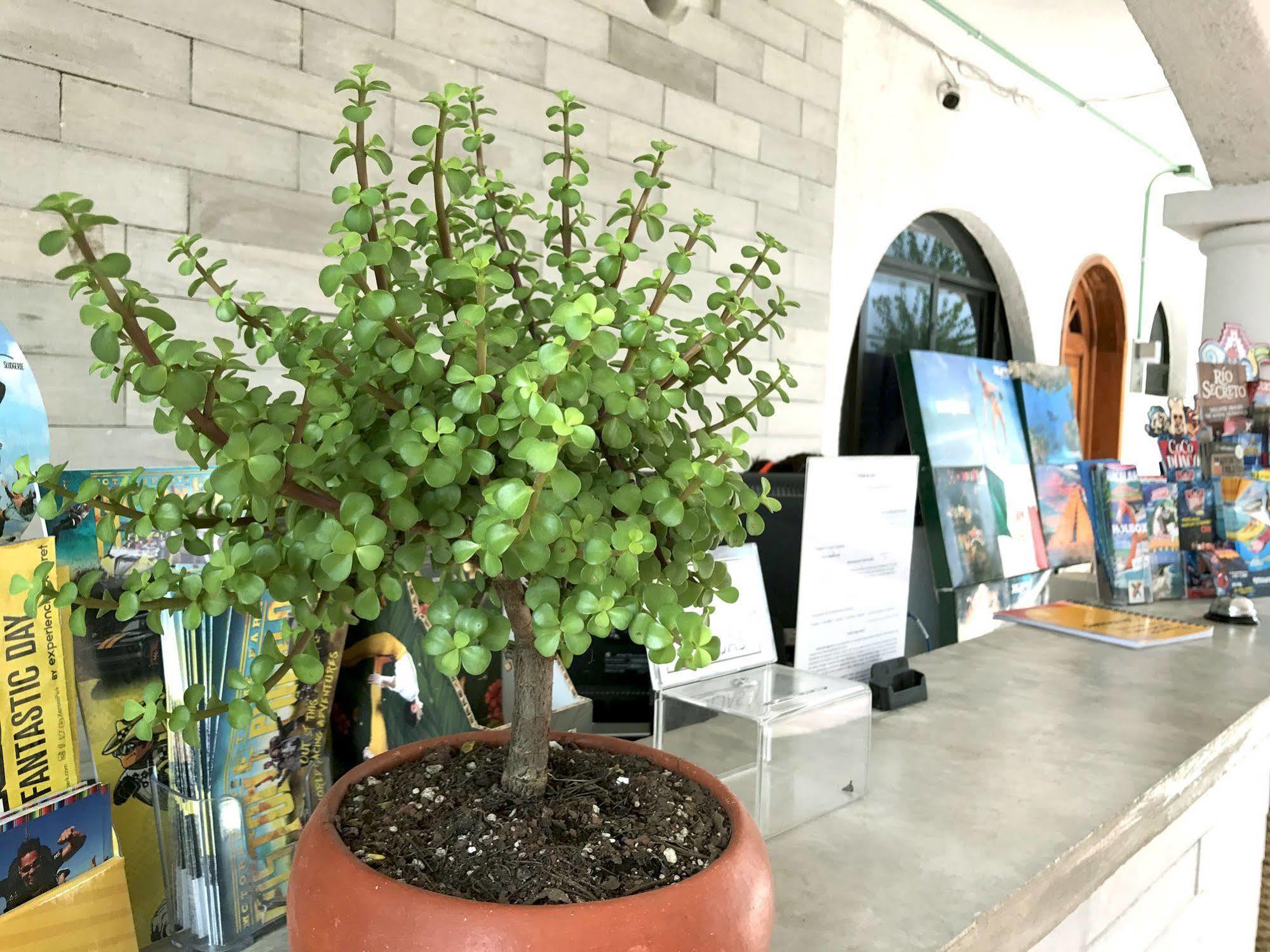 Hotel Villas San Ignacio Playa del Carmen Exteriör bild